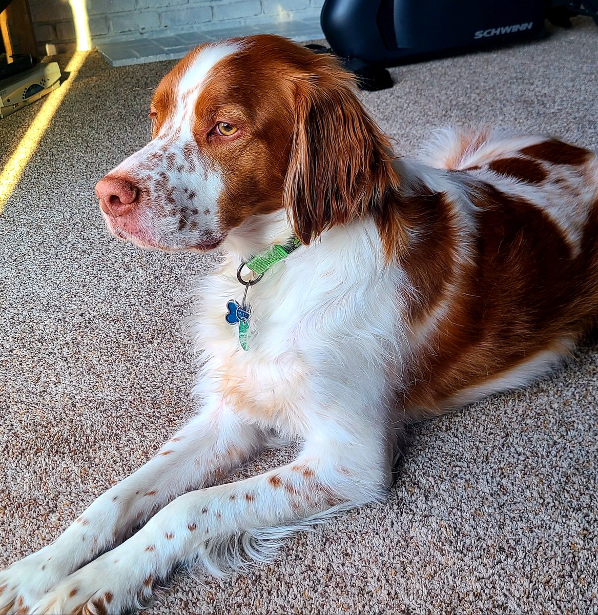 Miggy, our 5 year old Brittany Spaniel sure loves watching the squirrels! #NoviTogether
