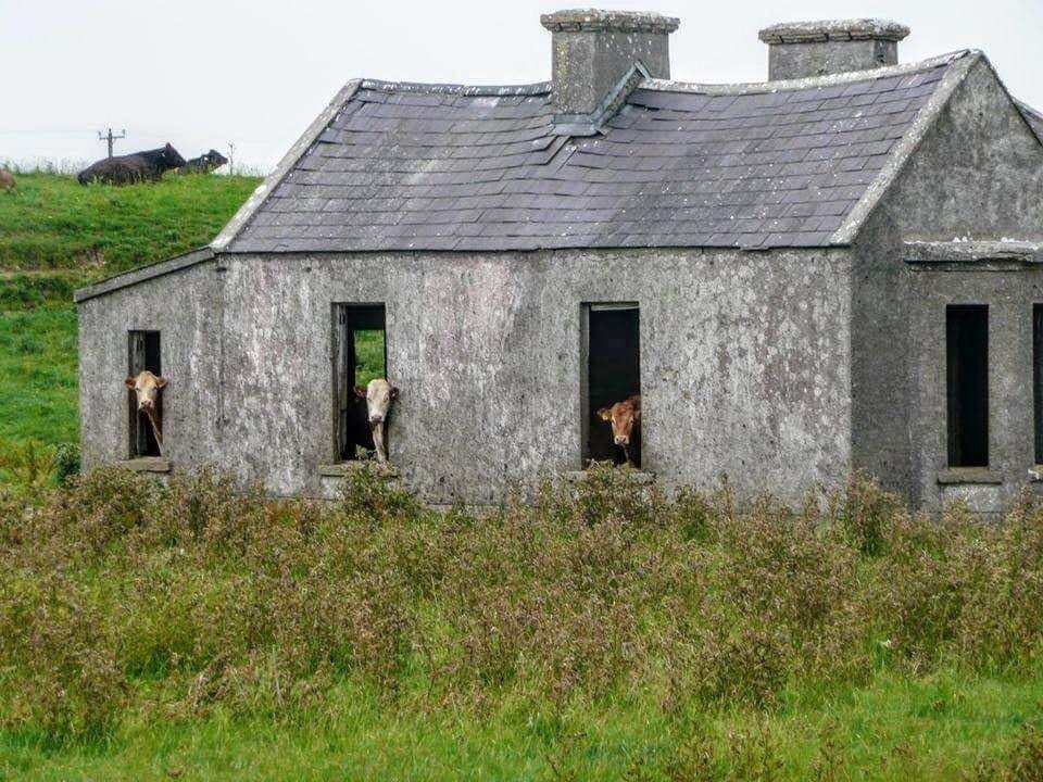 caoimhinfinn's tweet photo. Even the cows #SocialDistancing https://t.co/KT7Fm5XF7C