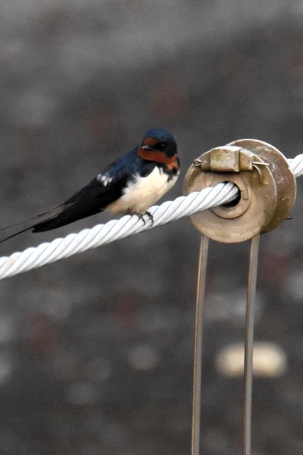 神戸新聞 長い尾っぽが紳士的 今年も３種類のツバメ飛来 三田 T Co Vgf6uvlxqs 神戸新聞 ツバメ 飛来 かわいい