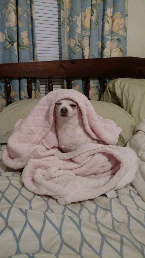 CameronVisage's tweet photo. @dog_rates https://t.co/kDNwQnvBUS