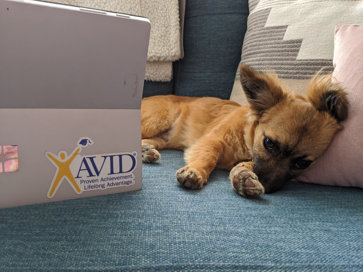 Happy #NationalPuppyDay! Little Frankie here wants you to be sure to tune in for our first AVID Virtual Collaborative on Facebook Live this Thursday! Learn more: bit.ly/3bc3Y1u 
#Quaranteach #ThisIsAVID #Education #teaching #edleadership #CPChat #SuptChat #EdChat #AVID