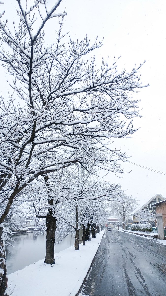 上杉城史苑 Pa Twitter おはようございます 今朝の 米沢 朝起きたら雪が積もっていてびっくり 東京 は 桜満開 と聞いてますが 米沢 上杉神社 周辺はご覧のとおり 寒の戻り でしょうか 防寒対策 をしてお越しくださいませ 上杉城史苑 米沢観光 米沢