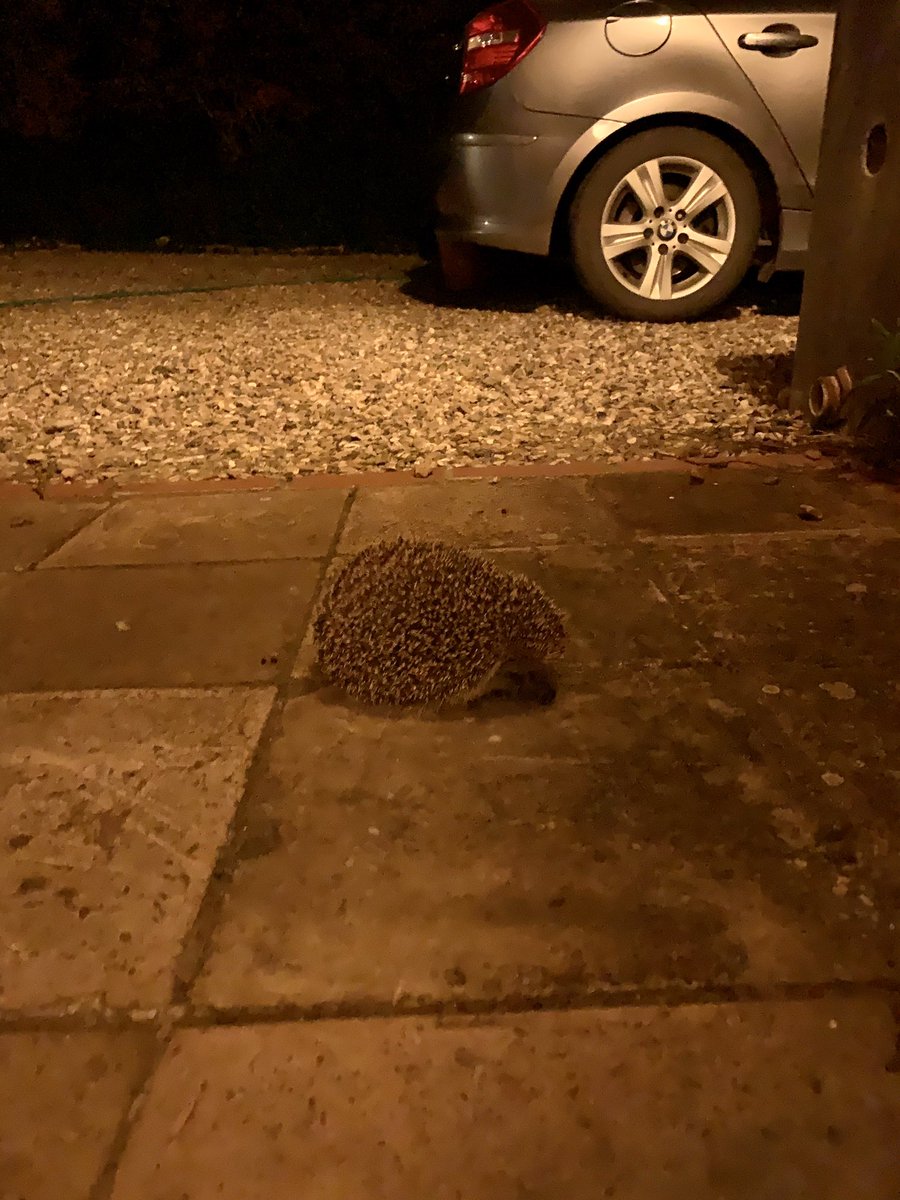 Penny_lopey's tweet image. This little fella just showed up on our doorstep for the first time. 🦔 

It’s like he knows this is his last chance for non essentials visits for a while. 😥

Stay safe little hedgehog 🦔 👋

#hedgehogsoftwitter #lockdown #lockdownuk #wildlifephotography #UKlockdown