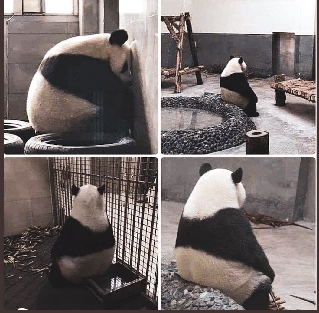 Evde kalmaktan çok mu sıkıldık, özgür olduğumuz günleri mi özlüyoruz ?

Peki şimdi  hayvanat bahçelerinin, sirklerin, su parklarının neden kapatılması gerektiğini anladık mı?