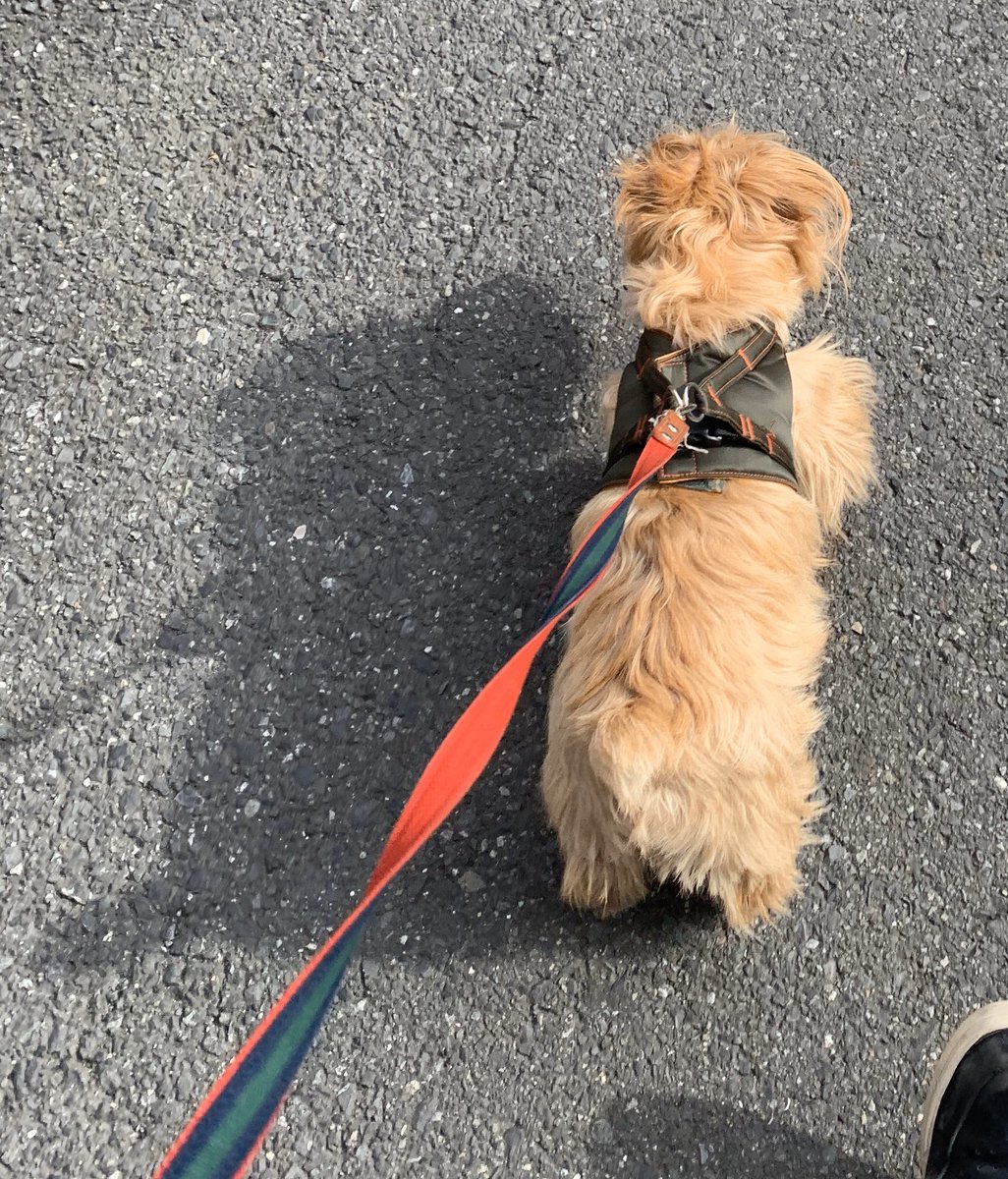 miyazakid's tweet photo. これもなかなか。#dogshadow というハッシュタグは流行らせていきたいな。
#dog #norfolkterrier #犬 https://t.co/UxOk6p55Ko