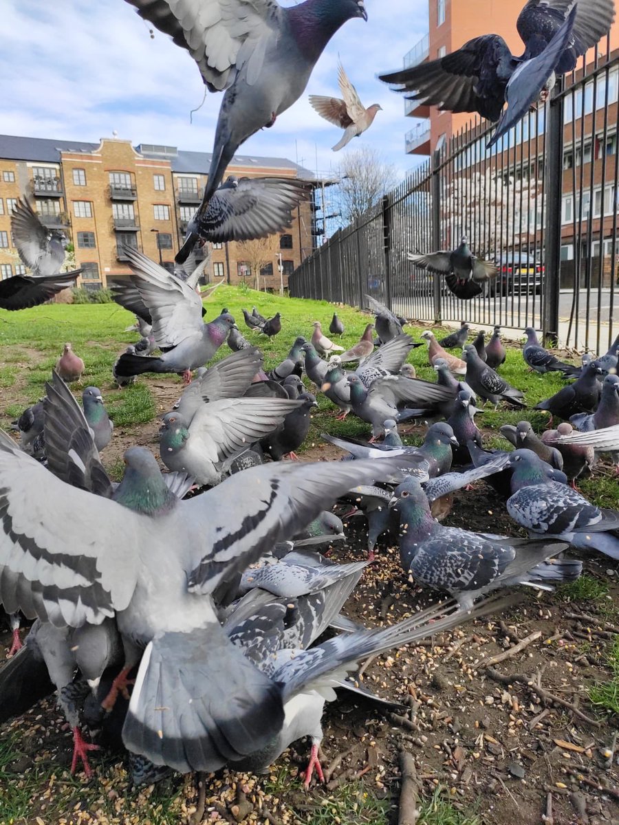 When u’re going to the shops or out for exercise &amp; keeping #SocialDistancing Pls help #pigeons #ducks &amp; #swans who rely on us for food &amp; will starve during this #lockdown Brown bread, seeds or below! Remember, pigeons helped us win the War, let’s help them in their hour of need!