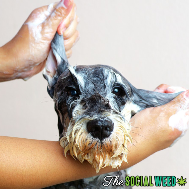 Treat your dog right on National Puppy day. This homemade flea and tick shampoo will leave you and your furry friend soft and satisfied. Read more here thesocialweed.com/recipes/homema…

#MondayMentions #TheSocialWeed #LetsGetSocial #Its420Somewhere