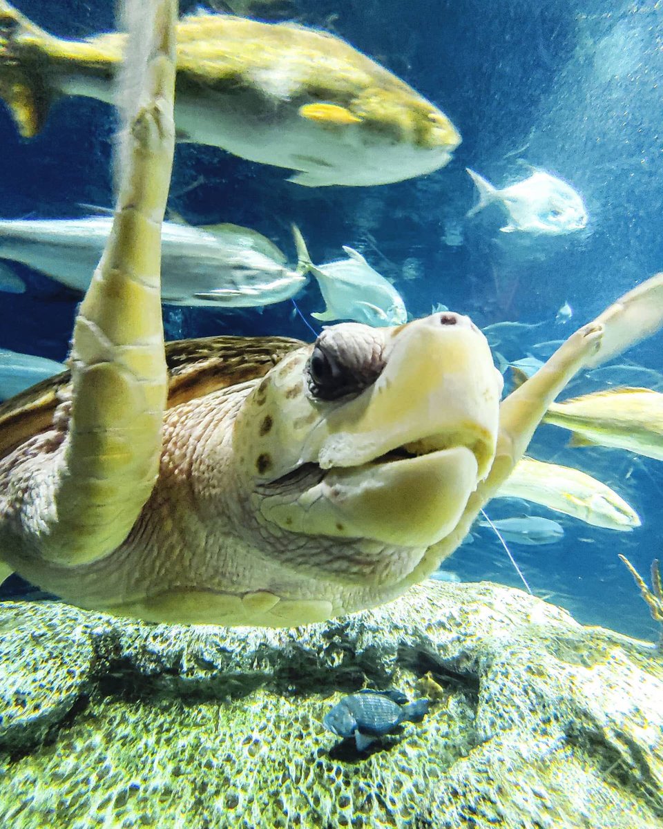 SCaquarium's tweet photo. For anyone who needs to see a smiling face 💙🐢 https://t.co/8sv7oUUUzV