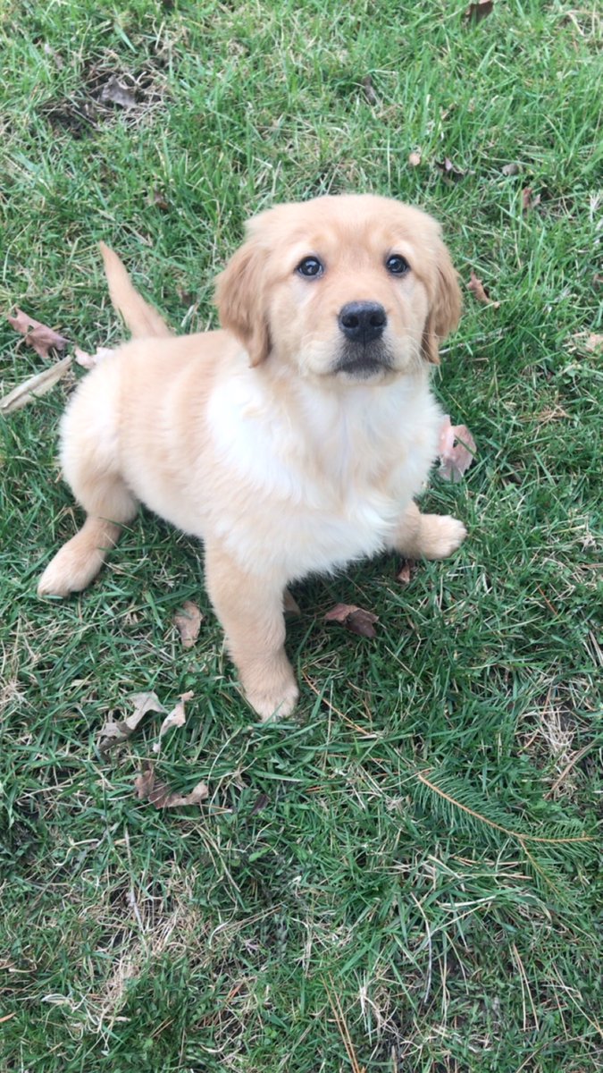 shandig_'s tweet photo. @dog_rates Got a puppy Saturday! https://t.co/3mqwaaepct