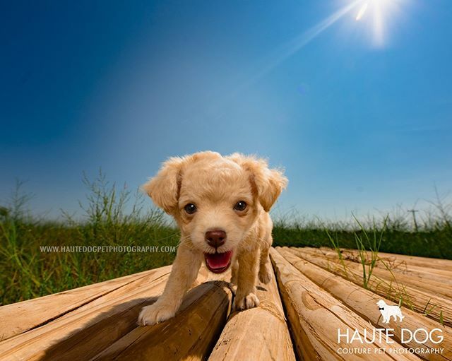 hautedogphotos's tweet photo. Happy National Puppy Day! #yourewelcome 😍⠀
#nationalpuppyday #puppysmiles #toocute #dfwdogs #dallasdogs #dogsofdallas #dogmomsofdallas #dallaspetphotographer #dallasdogphotographer https://t.co/7527lqnGn8 https://t.co/xUWxZ3LfXP