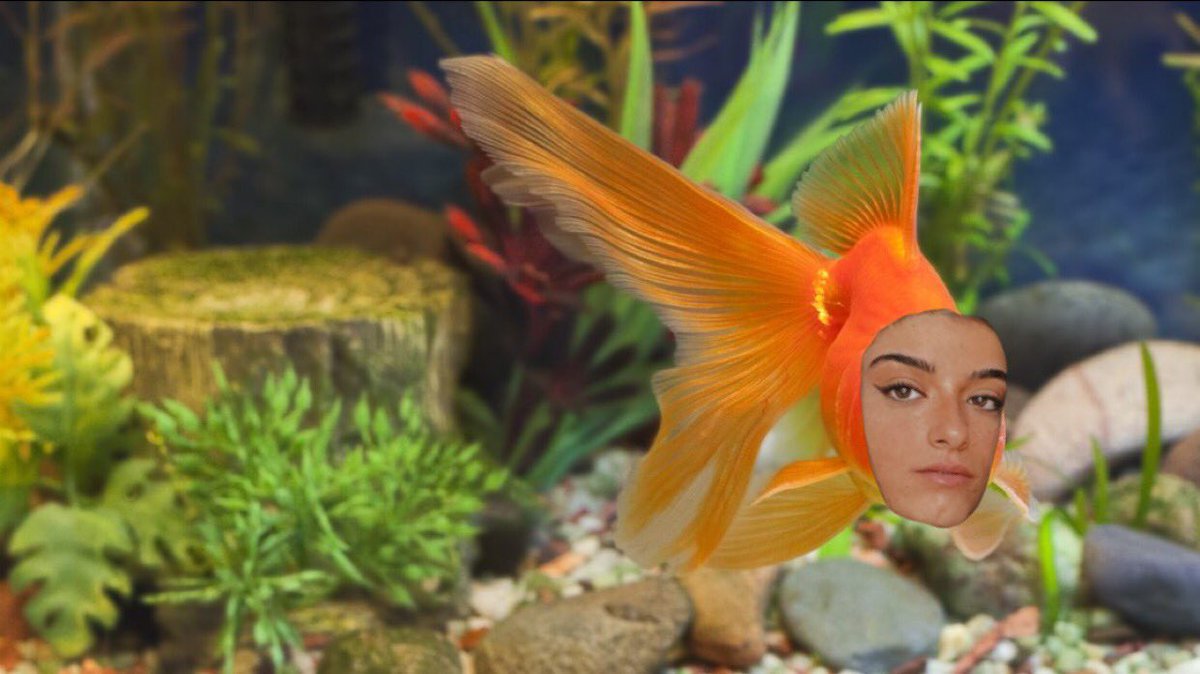 dixie_as's tweet photo. @dixiedamelio as a goldfish https://t.co/fd9Ntf2rMs