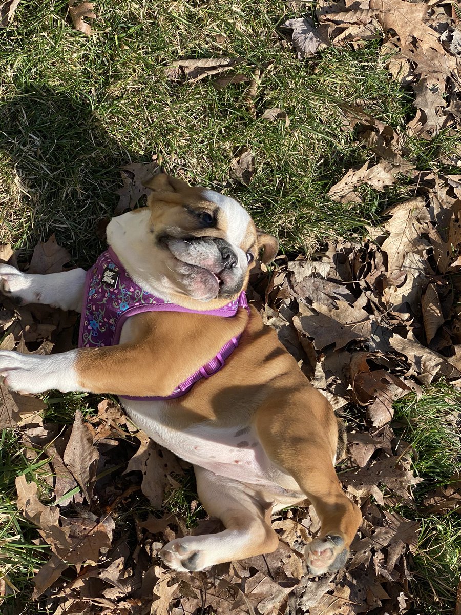billysgf71's tweet photo. @dog_rates https://t.co/ENmg0Y1t1Z