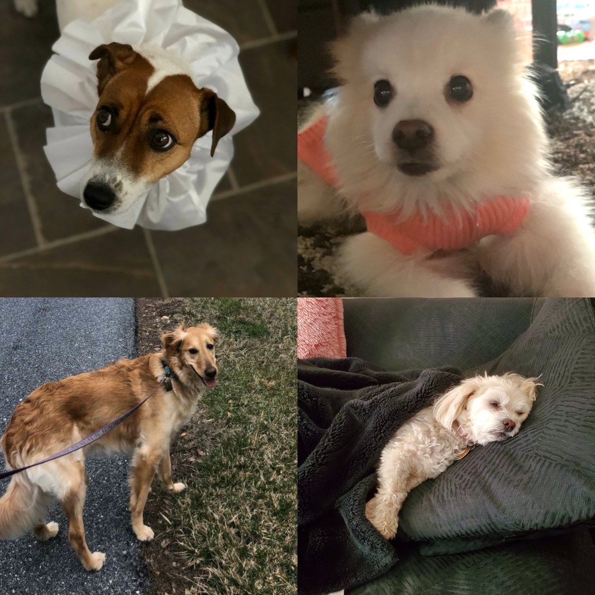 Happy #NationalPuppyDay to all of these good pups! Rumor is, most of them have been to Dixon Field a time or two 🐶