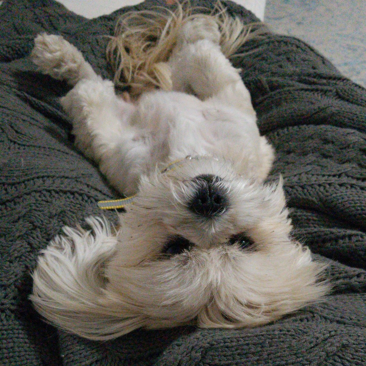 MonkeytoesH's tweet photo. @dog_rates Happy #nationalpuppyday my lil mess 🐰 https://t.co/Sn83woOJ1b