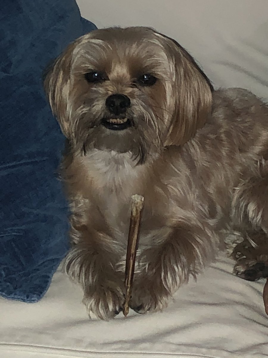 RMendelsonPhD's tweet photo. It seems that my #CoWorker and #ResearchCollaborator, Walter,  has little concern for his lack of opposable thumbs.... https://t.co/hNGKJF1nRA
