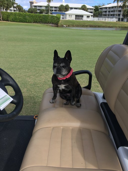 For Ariel wherever you are! Phoebe loves you https://t.co/Gp5ToSvMxG