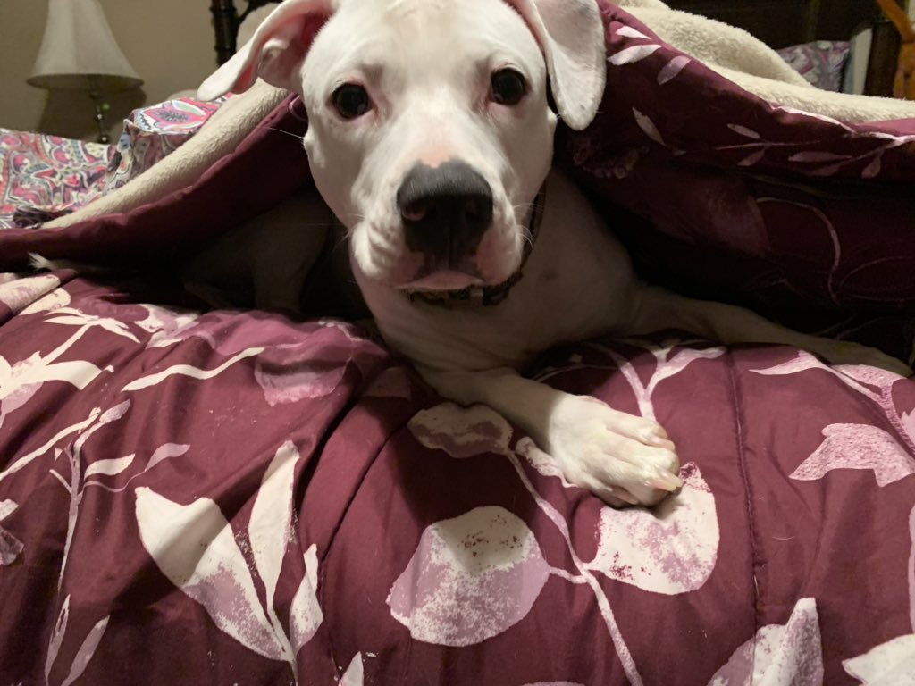 mrsksworld's tweet photo. @dog_rates Hi, everyone!  I’m Annie and I love being under the covers! https://t.co/Q4oSY9izoB