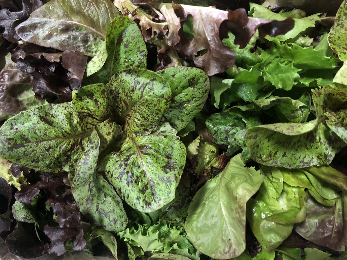 We are open for business and fully stocked with fresh local produce!! We’re here to help serve the Bay Area community during this crisis. #supportlocalbusiness #bayarearestaurants #sfchefs #bayareachefs #SupportLocal #freshproduce