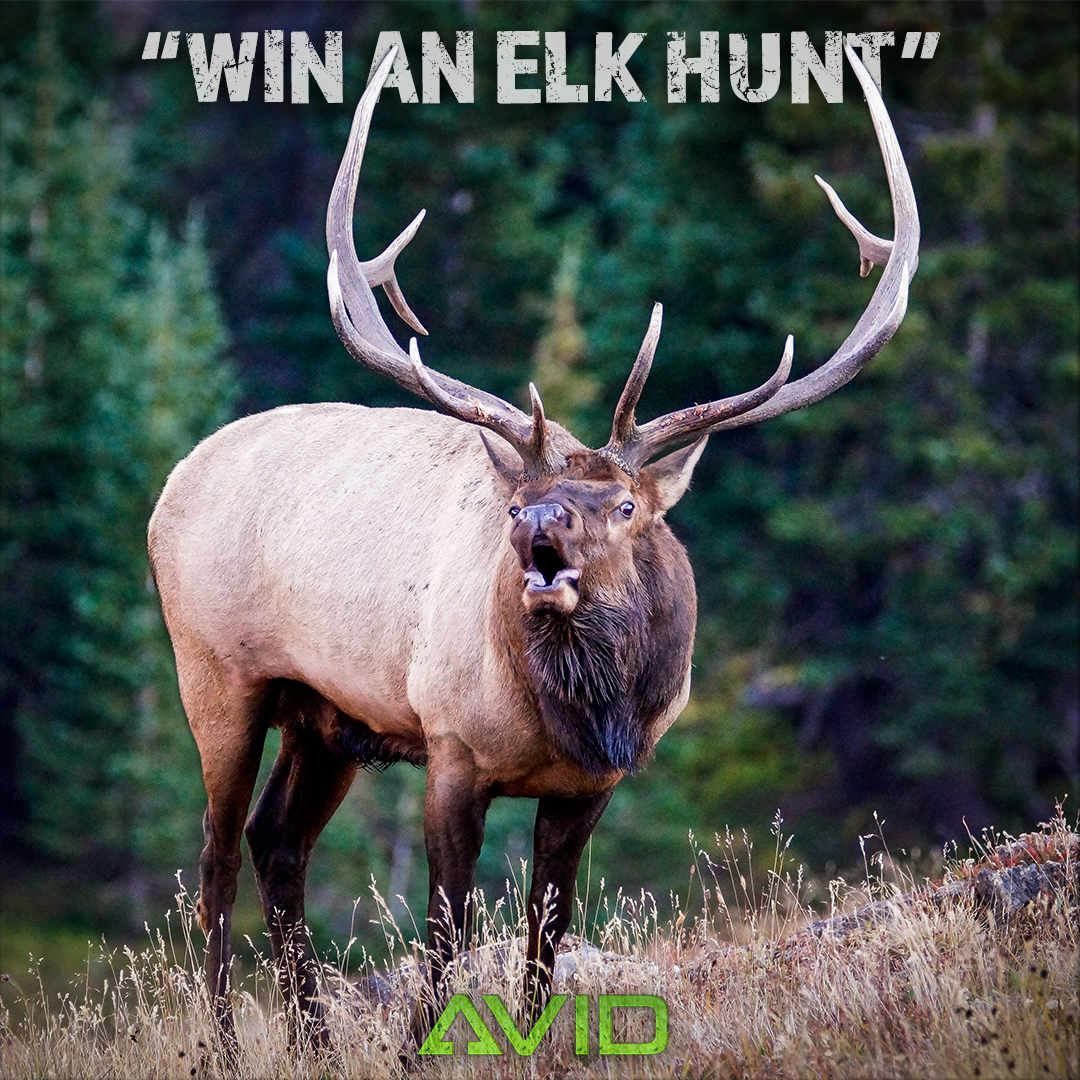 huntavid's tweet image. Win an New Mexico Bull Elk Hunt. Just 10$ to enter at HUNTAVID.com