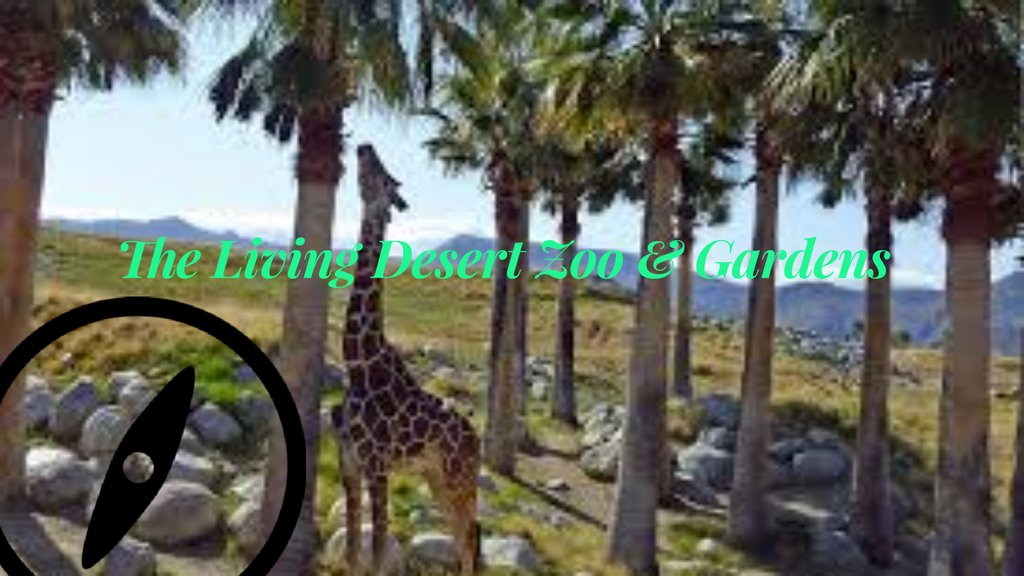 Are you ready to visit The Living Desert Zoo and Gardens? Our blog has all the info. bit.ly/2sQxbuZ #XPLORzine #zoo #zoos #desert #desertlovers #nature #naturelovers #palmsprings #familyfun #livingdesert #livingdesertzoo #palmspringszoos #wildlife #giraffefeeding