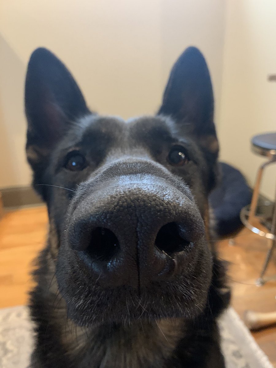 ChrisYoungMusic's tweet photo. Hey it’s #NationalPuppyDay #Porter https://t.co/lmez6gv47N