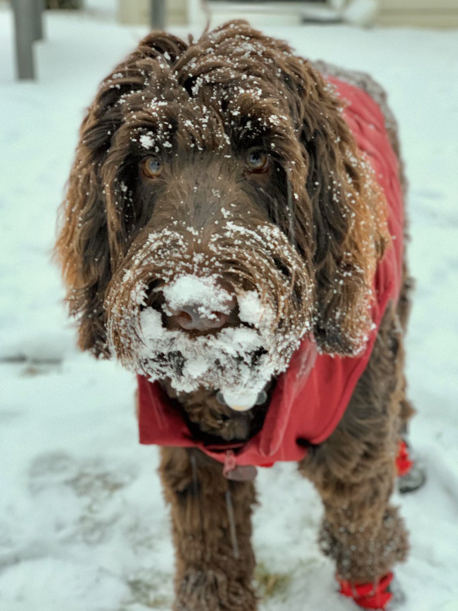 mf_sco's tweet photo. @dog_rates https://t.co/A0j47PIoOr