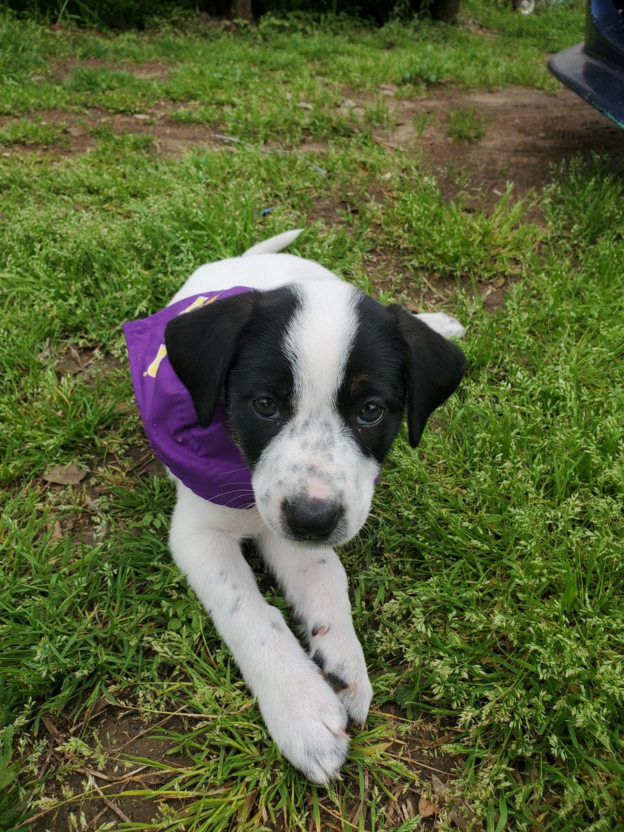 InsurrectionKen's tweet photo. This is my new addition. She's a #borderheeler. Her name is Sheridan. Say hi everyone. https://t.co/YvBGImER4x
