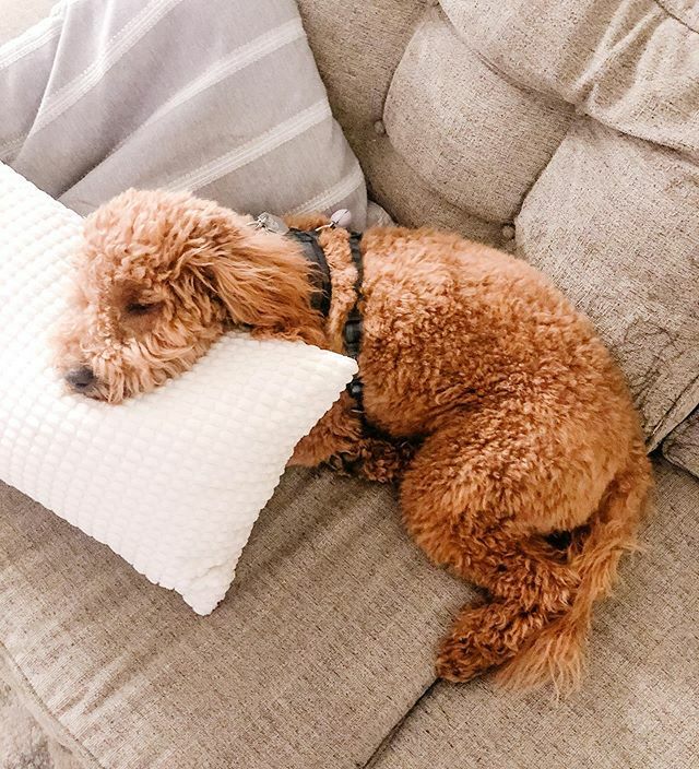 ashberleen's tweet photo. It’s #nationalpuppyday and this little goof is almost 6 months old — and absolutely EXHAUSTED with us being home all day. If you’re exhausted now @minidoodmarshall , just wait until next month when your little brother gets here 👶🏼 #goldendoodles #puppies https://t.co/c7Oo9yvdV6 https://t.co/PdimvEEv0H