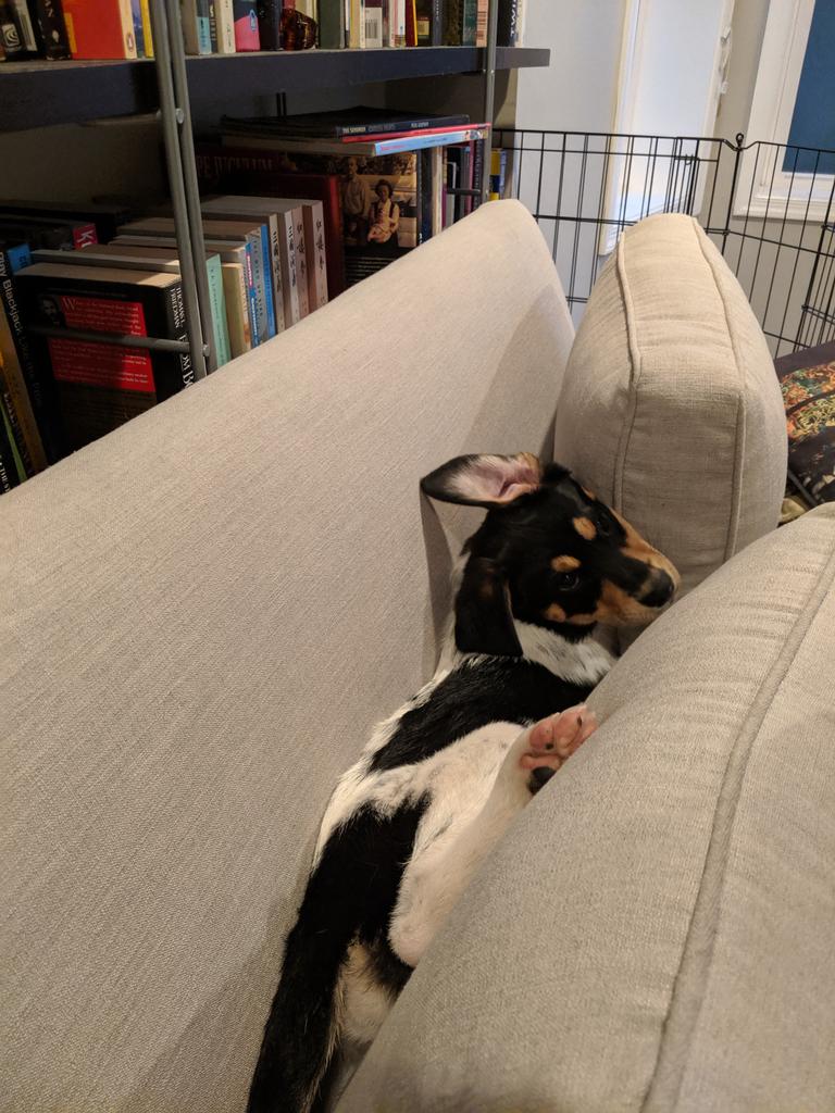 LarsDabney's tweet photo. @dog_rates Seneca's favorite spot on the couch! https://t.co/Y7vFK9q4AE