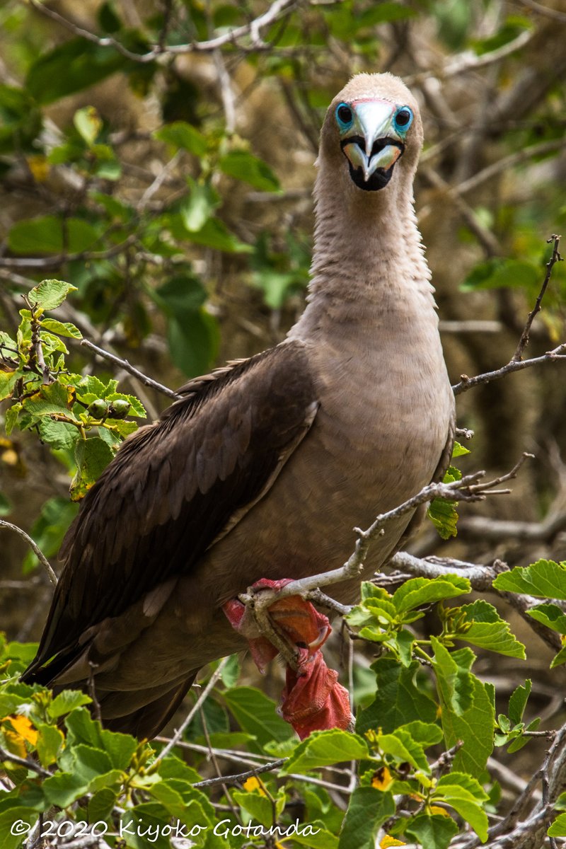 photopidge's tweet photo. @je_light @Drew_Lab OH! I just saw a #redfootedboobie!! On the #Galapagos https://t.co/50kLEHAUOX