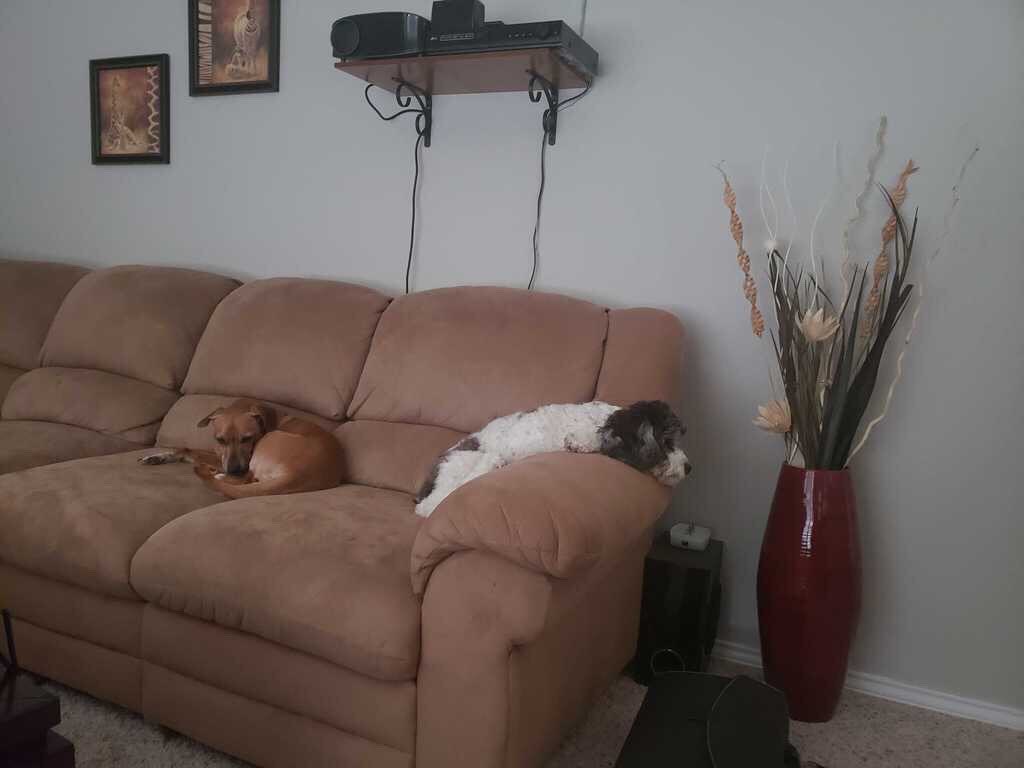 RTAnimDogs's tweet image. We’ve got dog stuff to do...