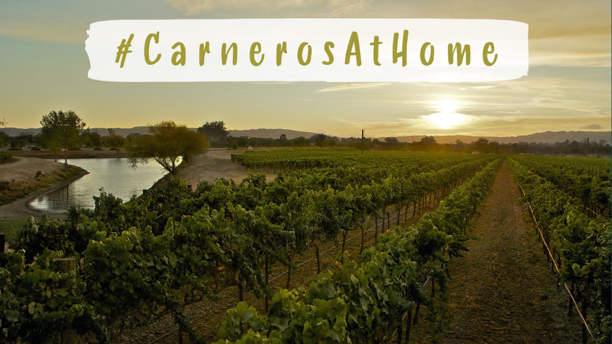 Carneros Wine (@carneroswine) on Twitter photo #Carneros is known for fantastic wines & strong community, two things we could use more of right now! ❤️🍷Visit carneros.com/carnerosathome for #wine offers, virtual tastings, recipes, virtual art tours, #Spotify playlists, neighbor updates and more! #CarnerosAtHome <a href="/CalifWines_US/">California Wines</a> #Carneros is known for fantastic wines & strong community, two things we could use more of right now! ❤️🍷Visit carneros.com/carnerosathome for #wine offers, virtual tastings, recipes, virtual art tours, #Spotify playlists, neighbor updates and more! #CarnerosAtHome <a href="/CalifWines_US/">California Wines</a>