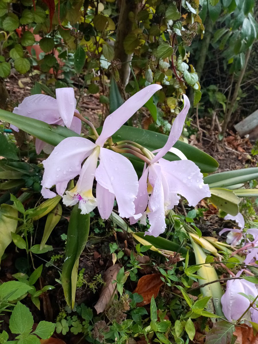 I am Alan 🇻🇪 tweet media