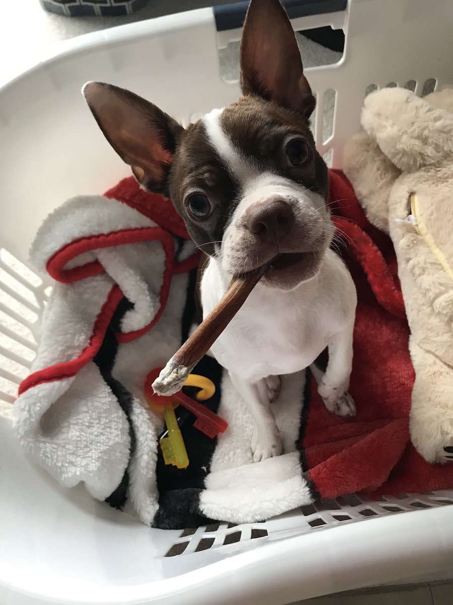 casiepeltz98's tweet photo. As much fun as we’re having with this baby... I’d still rather be watching this guy play ball! #rubylynn #NationalPuppyDay #LetTheKidsPlay https://t.co/Kqo23BIRsj