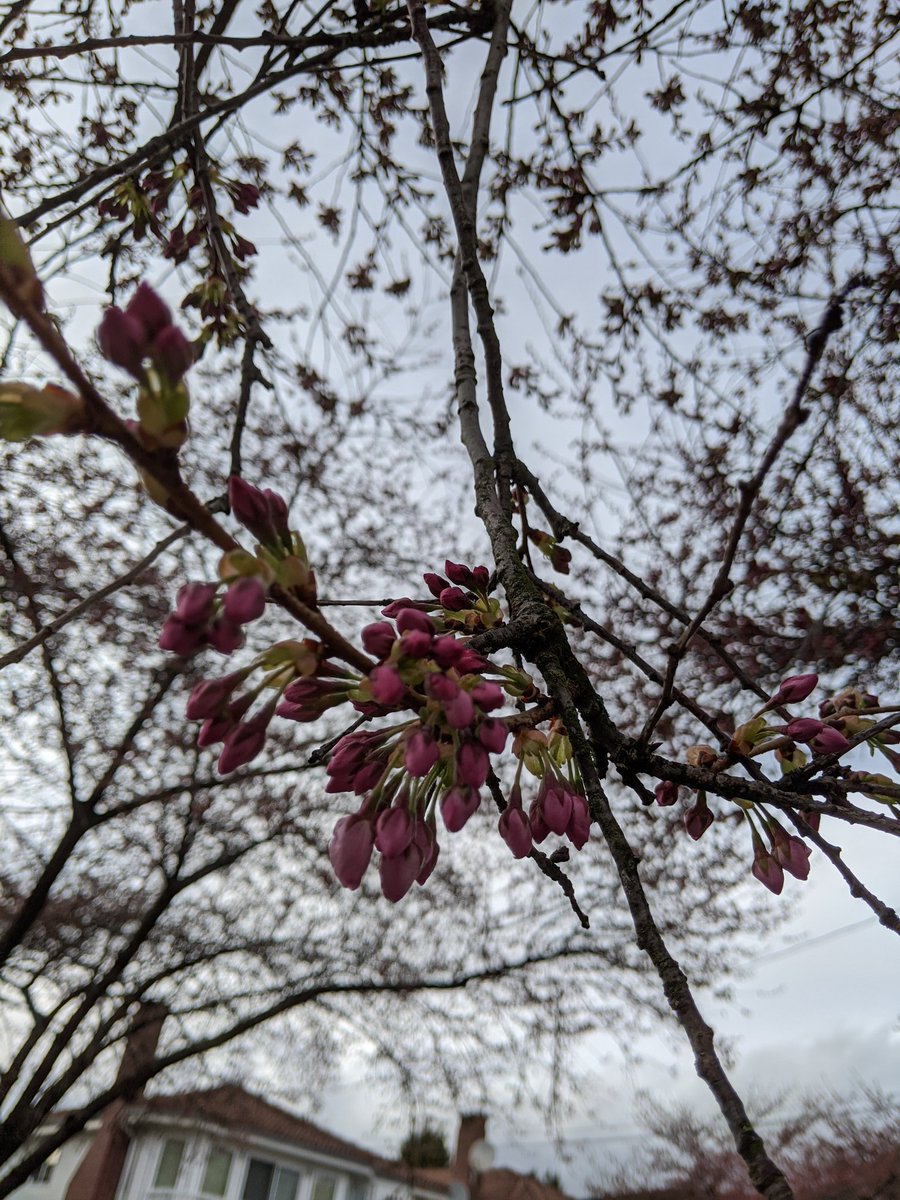 Colder and cloudier today, with some rain in the morning. Different contrasts for different displays of color.  #CherryBlossoms  #CherryBlossomDaily