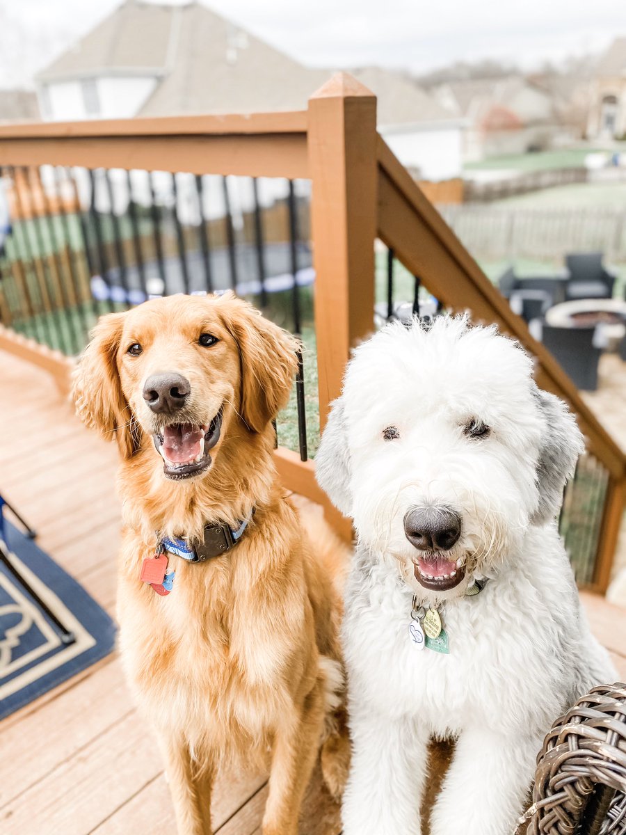 amynau09's tweet photo. Happy National Puppy Day! https://t.co/zWsQL1yQRw
