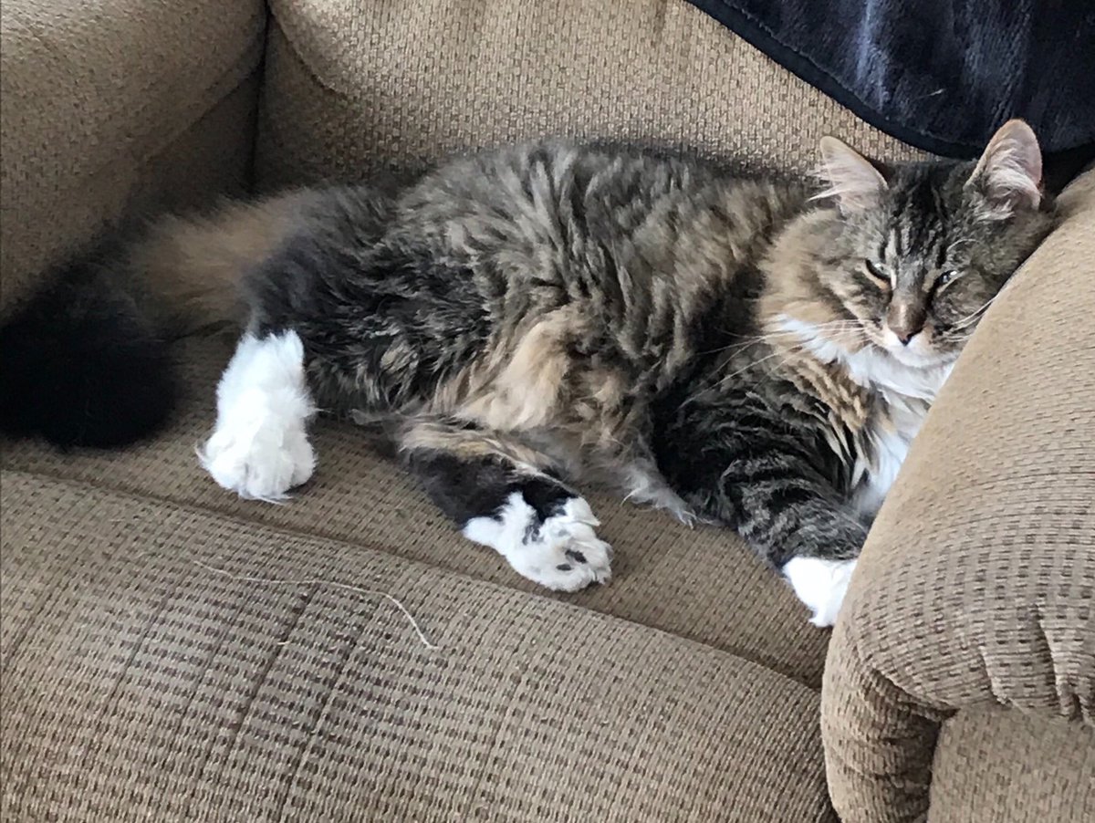 ConnieJ9's tweet photo. @herz6kids @GCBelementary @plaea Hijacking the dog pics! Meet George, our 23-toed cat. 😻 https://t.co/JqTKeFNghc