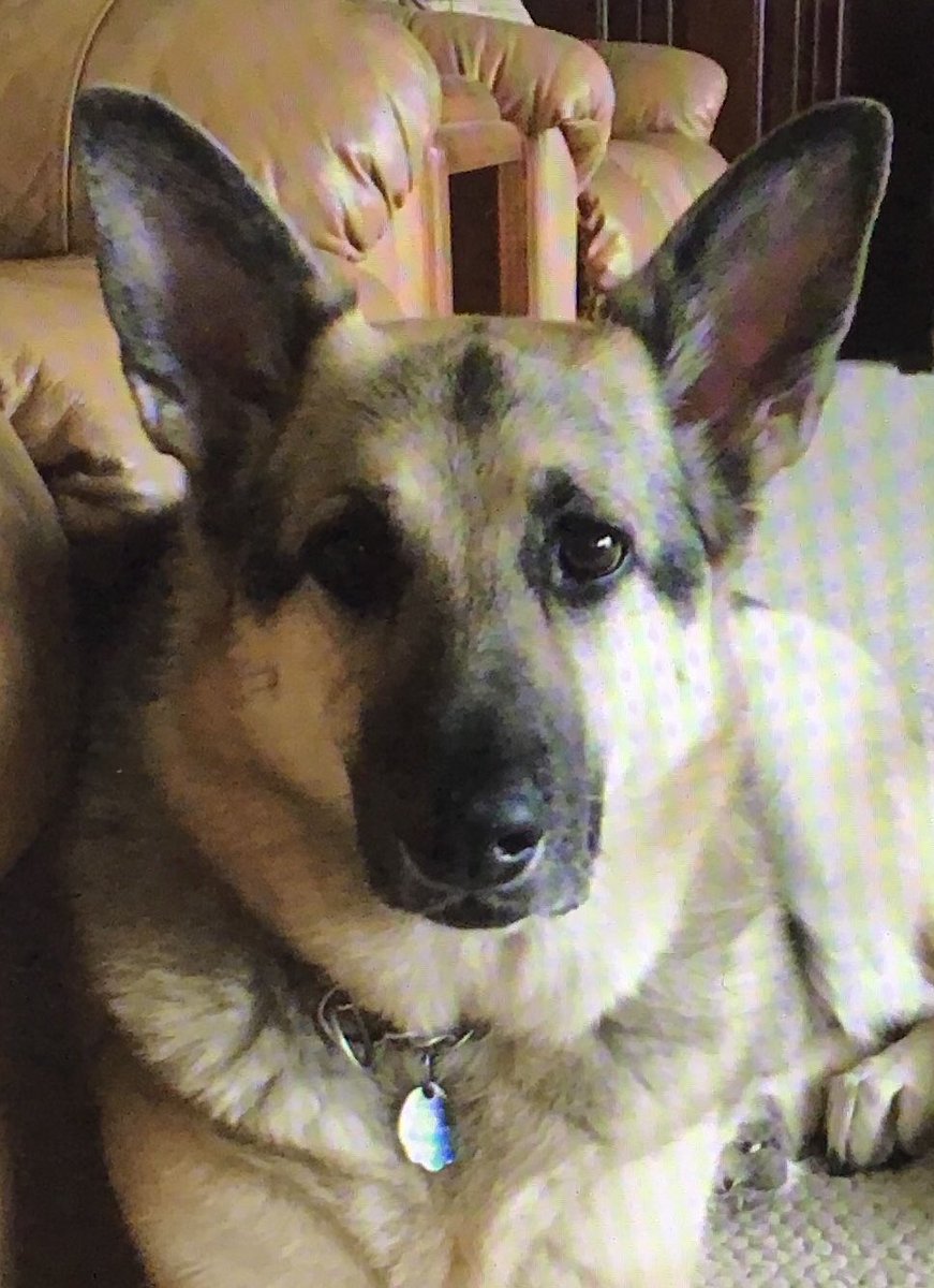 Happy #Nationalpuppyday! Keira wants to share a book with you and maybe a cookie! 📚🍪 What’s your pup up to? <a href="/CBGrovelandEl/">Groveland Elementary</a>