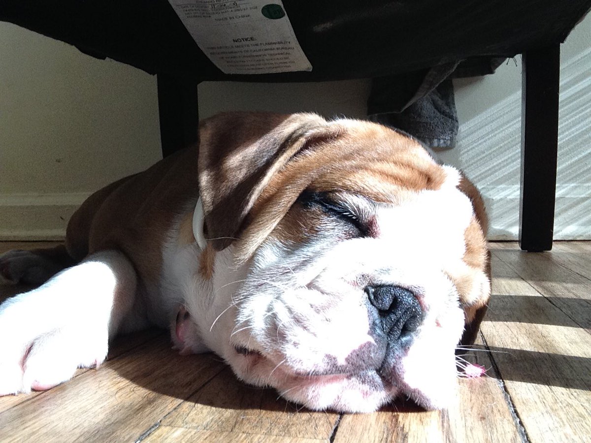 Hunigetsmoney's tweet photo. @dog_rates Macho https://t.co/yUA95uxRR5