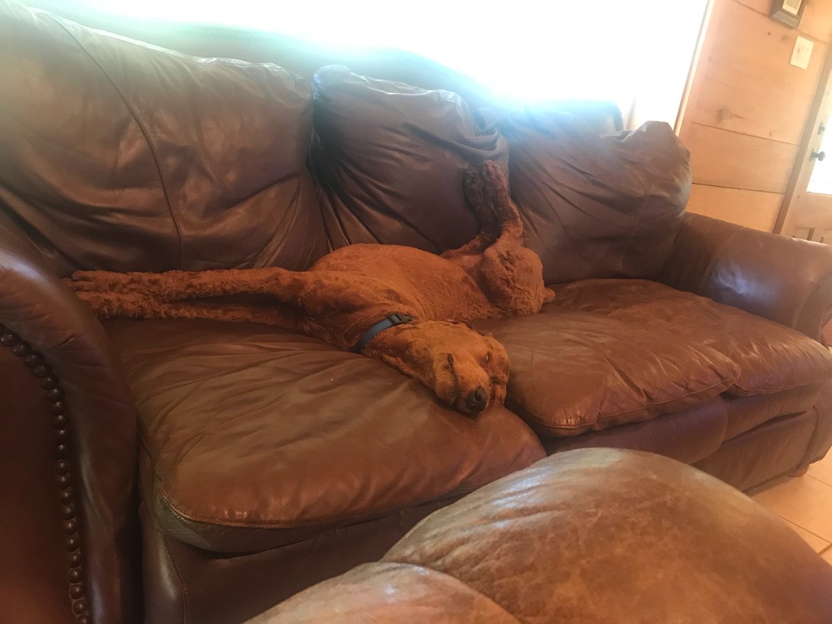 ZMcRaney's tweet photo. @Lana The world's most awkward sleeping poodle https://t.co/Q8WxiXwOQo