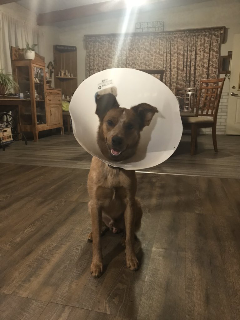 true_storiez's tweet photo. @dog_rates https://t.co/gOR07IhuNU