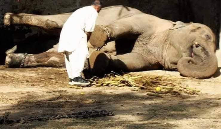 Diana Munoz (@dianacmb4) on Twitter photo <a href="/ImranKhanPTI/">Imran Khan</a> #Kaavan at #IslamabadZoo has only known suffering now w/#COVID19 don't let him die from starvation! 🙏Show the 🌎 there if a plan 2 Keep All animals @ the zoo fed &safe. When this crisis passes 🙏 allow FTW 2 help wi/renovations &Send Kaavan 2 Sanctuary <a href="/CambodiaWS/">CambodiaWS</a> <a href="/ImranKhanPTI/">Imran Khan</a> #Kaavan at #IslamabadZoo has only known suffering now w/#COVID19 don't let him die from starvation! 🙏Show the 🌎 there if a plan 2 Keep All animals @ the zoo fed &safe. When this crisis passes 🙏 allow FTW 2 help wi/renovations &Send Kaavan 2 Sanctuary <a href="/CambodiaWS/">CambodiaWS</a>