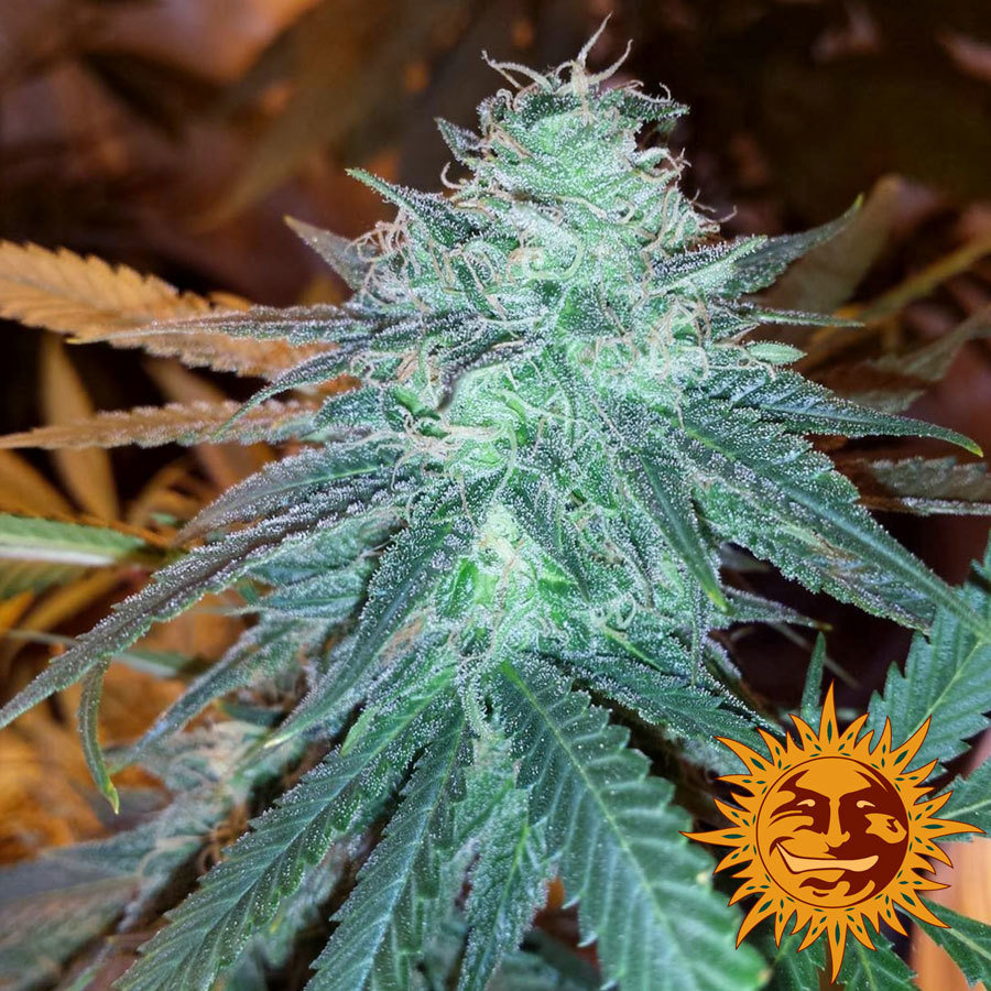 Самые неприхотливые сорта марихуаны семена сибири красноярск официальный сайт