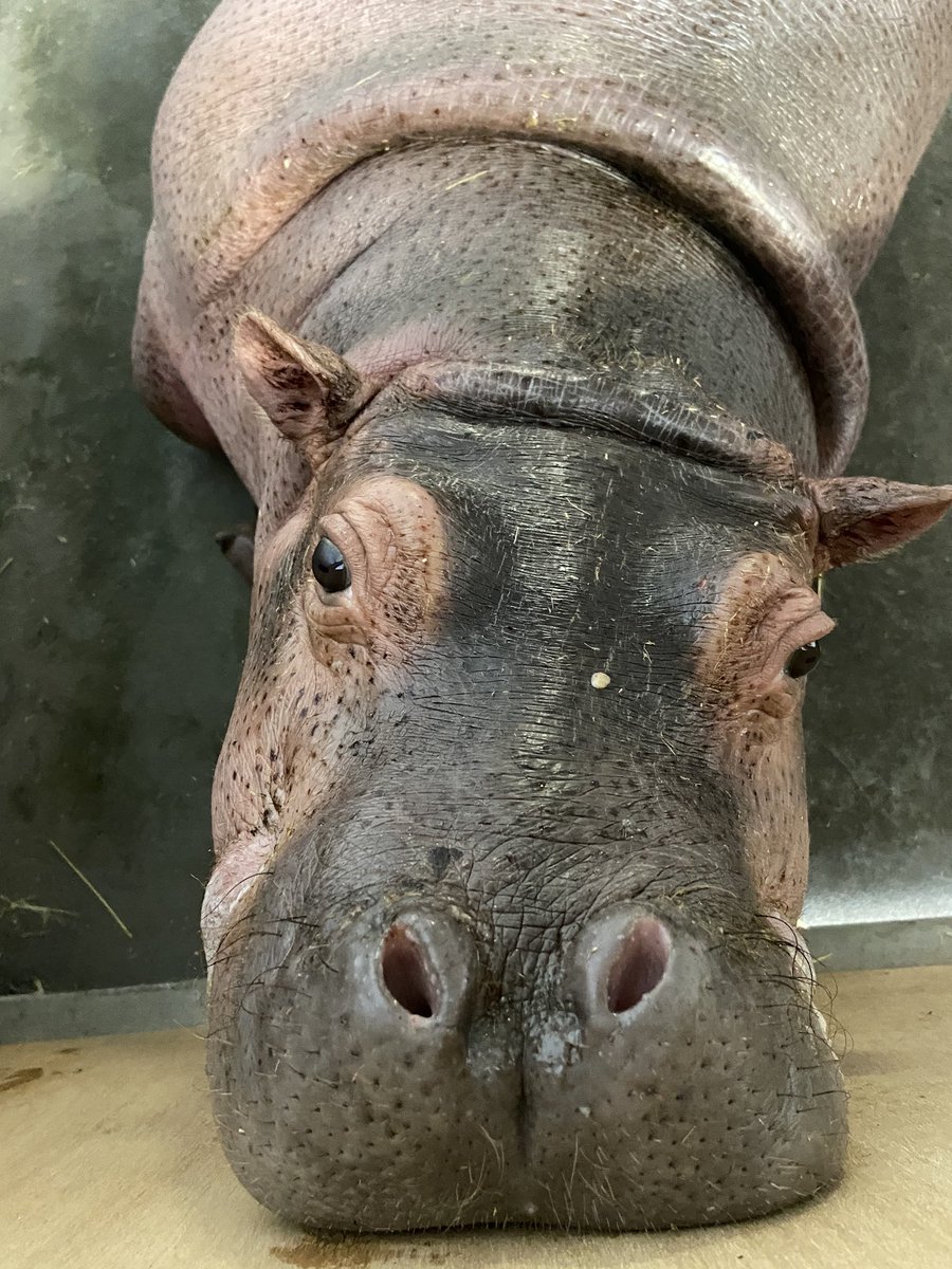 ট ইট র 旭川市旭山動物園 公式 昨日の仔カバ 旭山動物園 Asahiyamazoo カバ Hippopotamus カバのこども