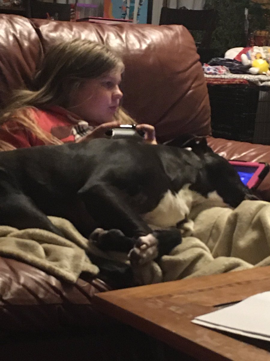 Everyone needs a 70 lb lapdog