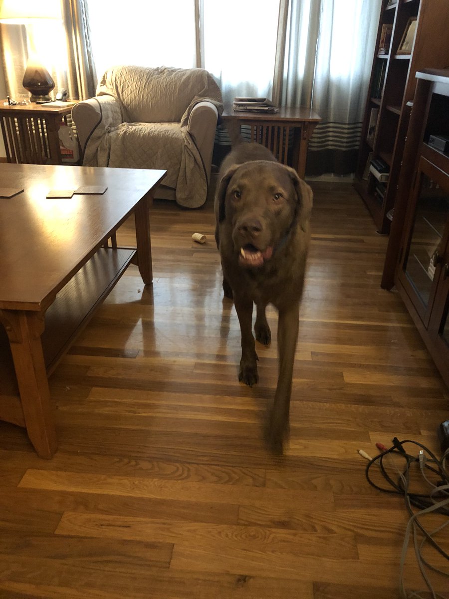 arobinson015's tweet photo. @dog_rates Cooper and Oscar say hi! https://t.co/uJiVZnJ597