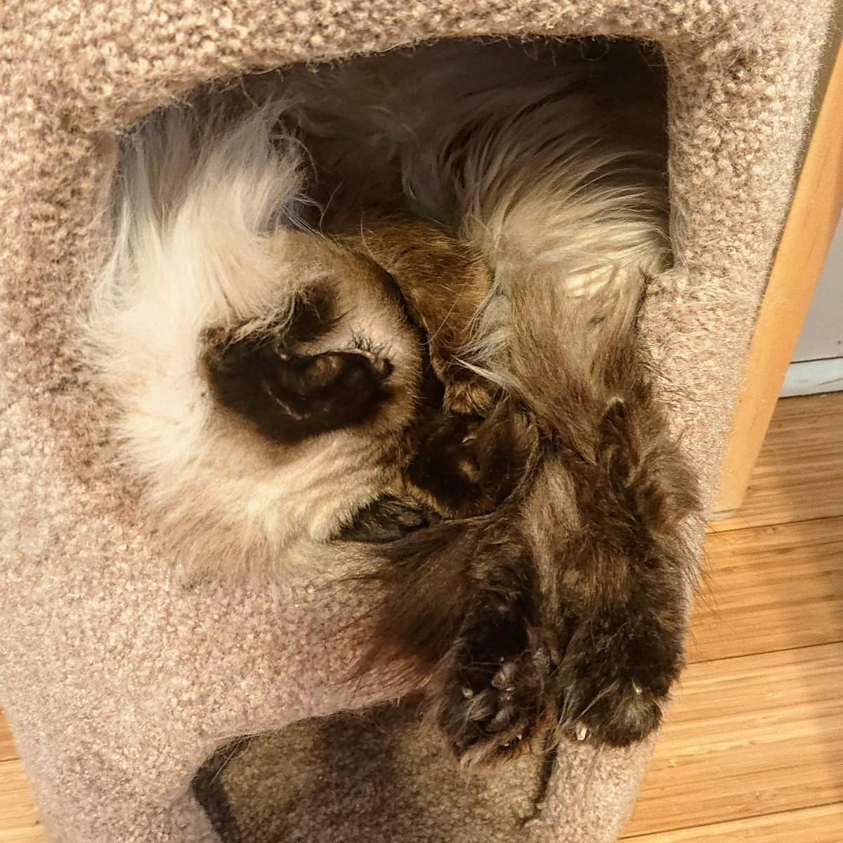 JessicaDHarton's tweet photo. Little peets 😍 Princess Mary teaching me how to properly nap

#coronavirus #quarantinelife #isolation #inspiration #catsofinstagram #peets #spring2020 #writingcommunity #writersofinstagram #screenwritersofinstagram https://t.co/ZWtTQoTeU1
