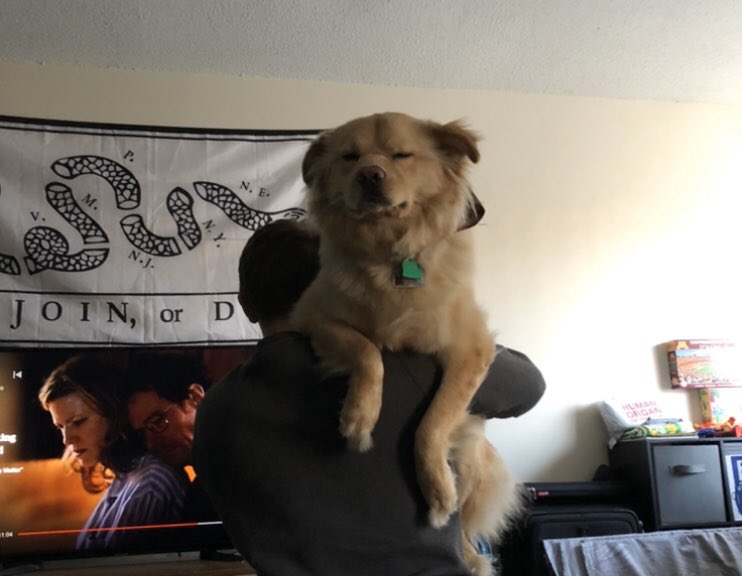 sam_wolcott's tweet photo. When you thought having your humans home 24/7 would be a blast but now all you want is some me time https://t.co/0gGLqqK2Lh