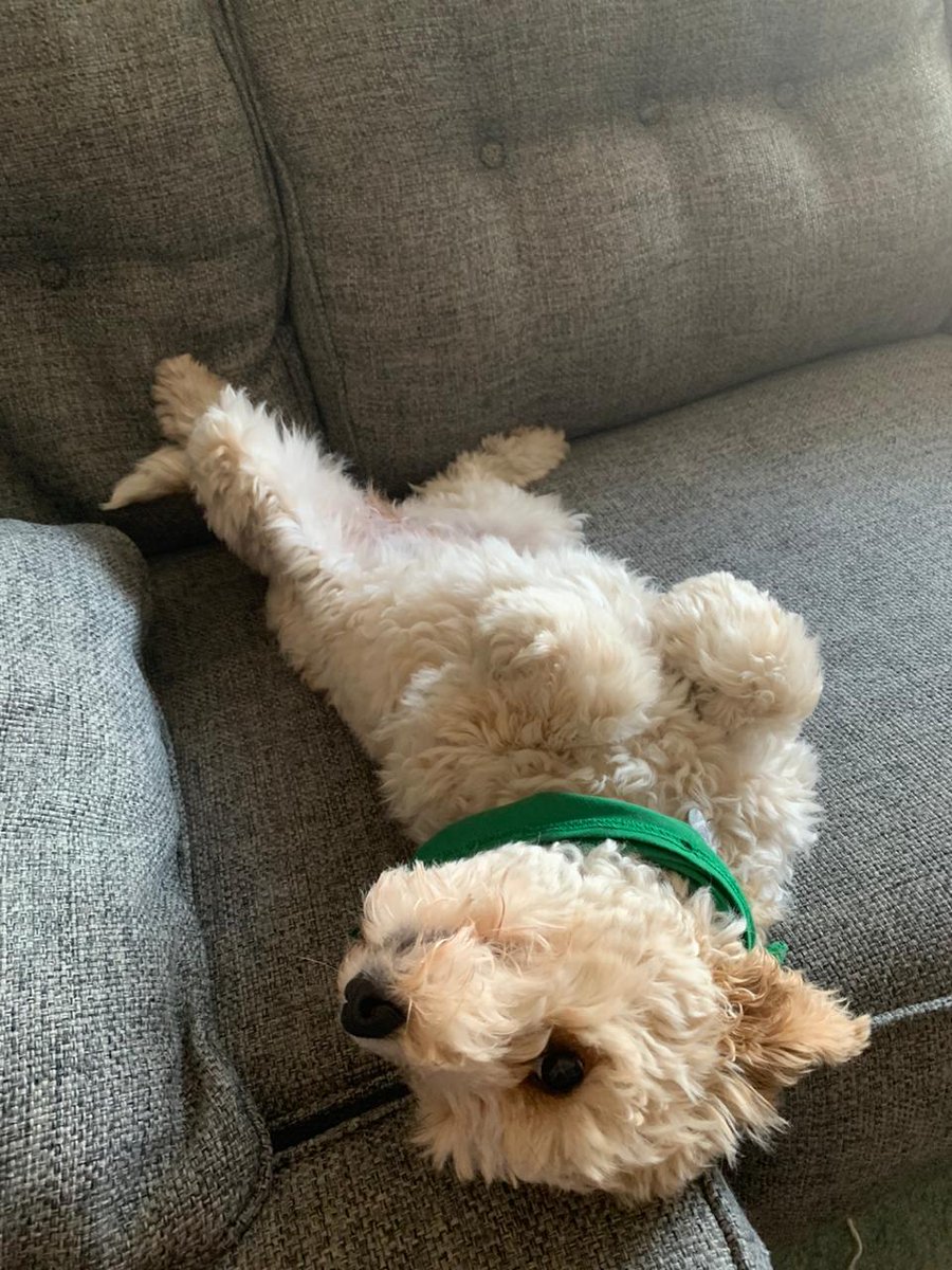 Kathiasm's tweet photo. @dog_rates https://t.co/f1yOxIRt2E