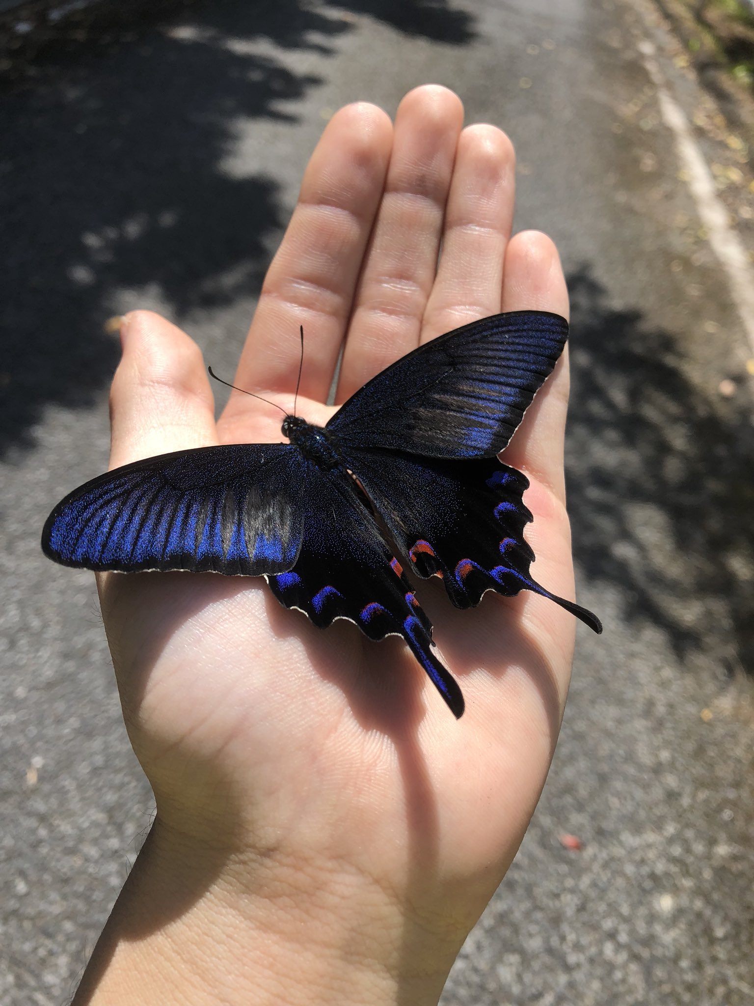 あまげ アマミカラスアゲハ 青味がやばい